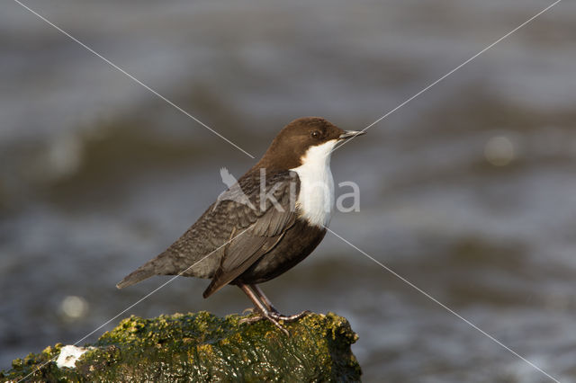 White-throated Dipper (Cinclus cinclus)