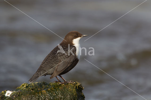 White-throated Dipper (Cinclus cinclus)