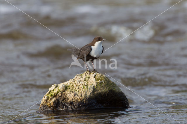 White-throated Dipper (Cinclus cinclus)