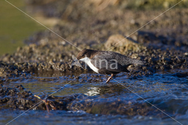 Waterspreeuw (Cinclus cinclus)