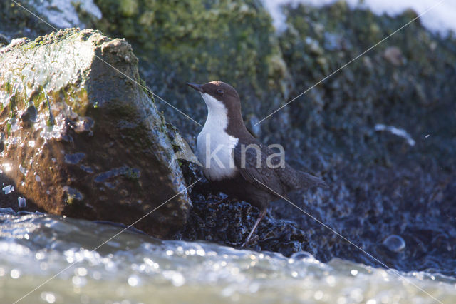 Waterspreeuw (Cinclus cinclus)