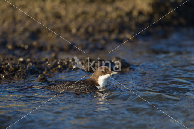 White-throated Dipper (Cinclus cinclus)