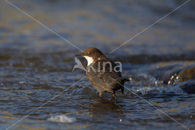 White-throated Dipper (Cinclus cinclus)