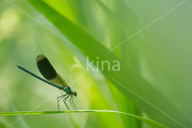 Banded Demoiselle (Calopteryx splendens)