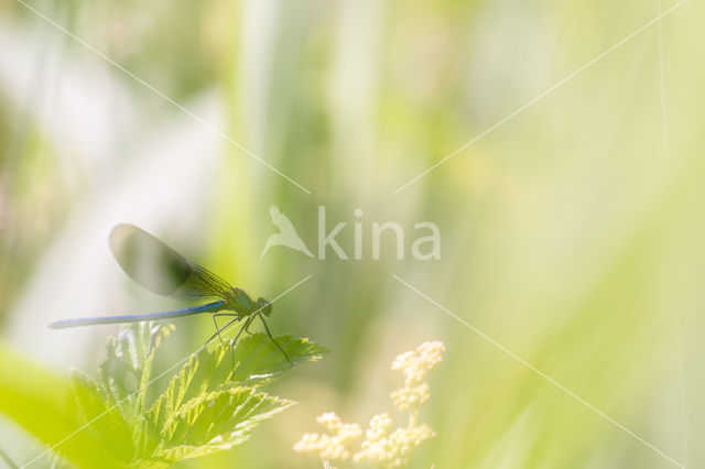 Weidebeekjuffer (Calopteryx splendens)