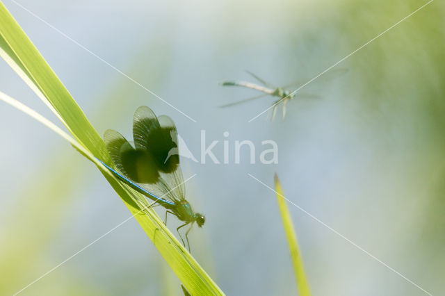 Weidebeekjuffer (Calopteryx splendens)