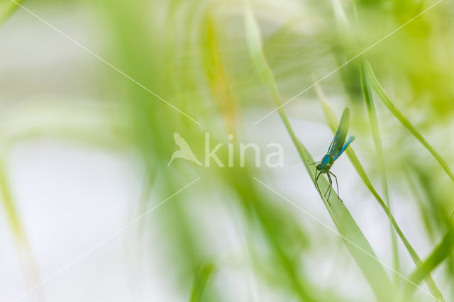 Banded Demoiselle (Calopteryx splendens)