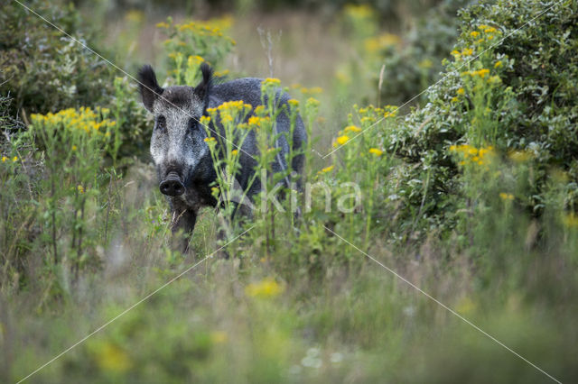 Wild Boar (Sus scrofa)