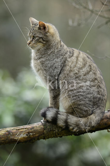 Wilde kat (Felis silvestris)