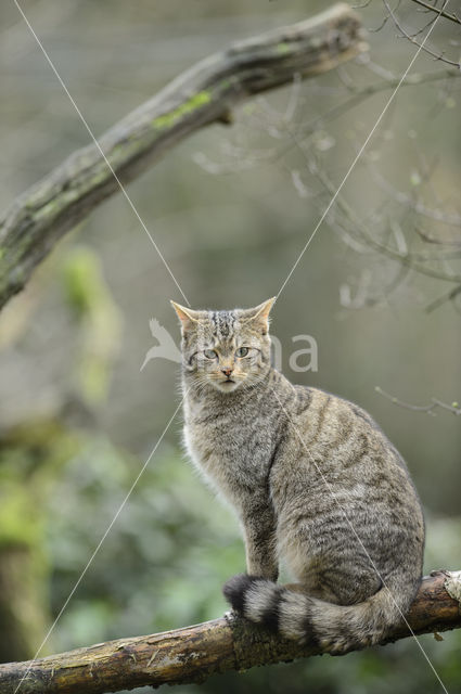 Wilde kat (Felis silvestris)