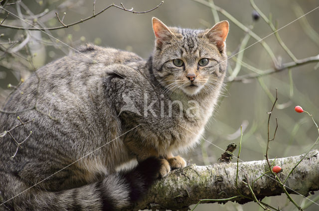 Wilde kat (Felis silvestris)