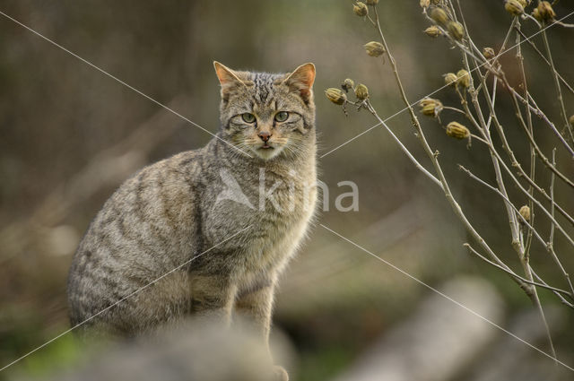 Wildcat (Felis silvestris)