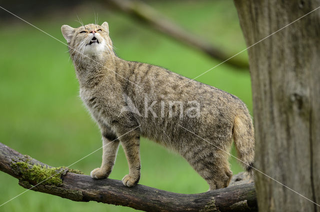 Wildcat (Felis silvestris)