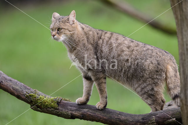 Wilde kat (Felis silvestris)