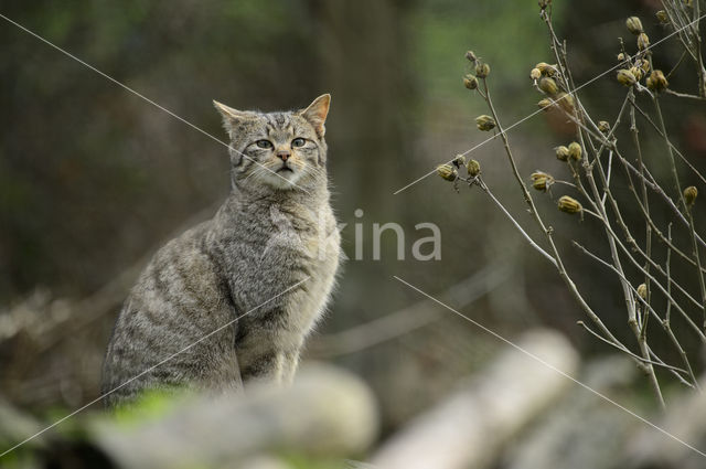 Wilde kat (Felis silvestris)