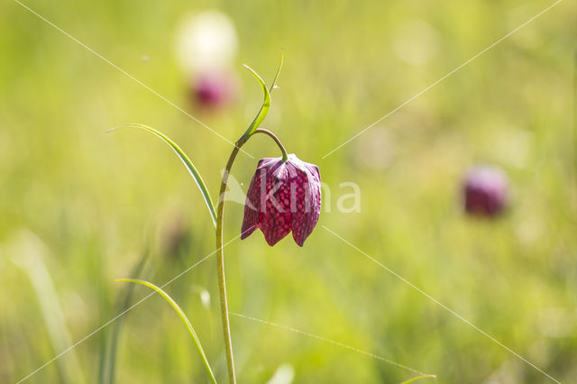 Wilde kievitsbloem (Fritillaria meleagris)