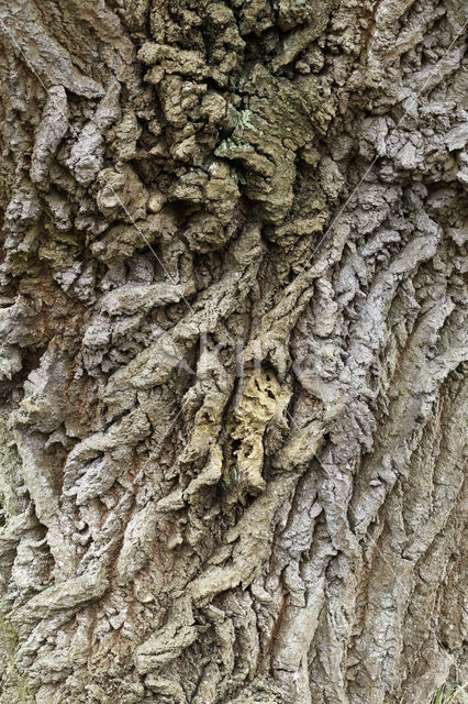 White Poplar (Populus alba)