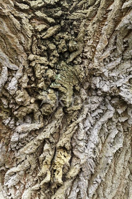 White Poplar (Populus alba)