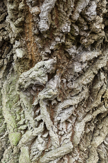 White Poplar (Populus alba)