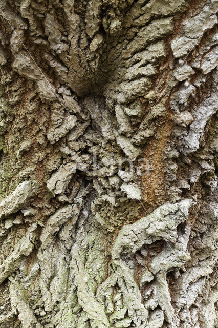 White Poplar (Populus alba)