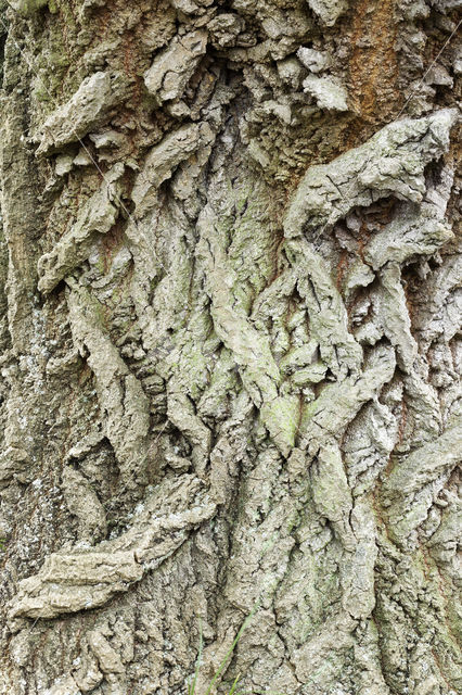 White Poplar (Populus alba)