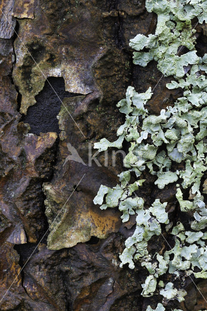 White Poplar (Populus alba)