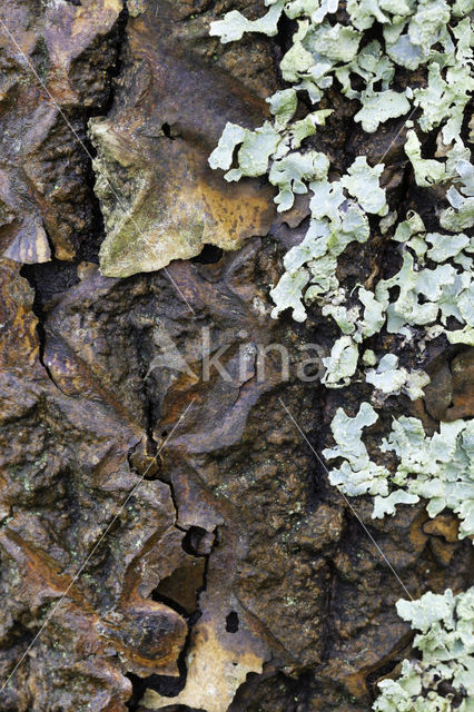 Witte abeel (Populus alba)