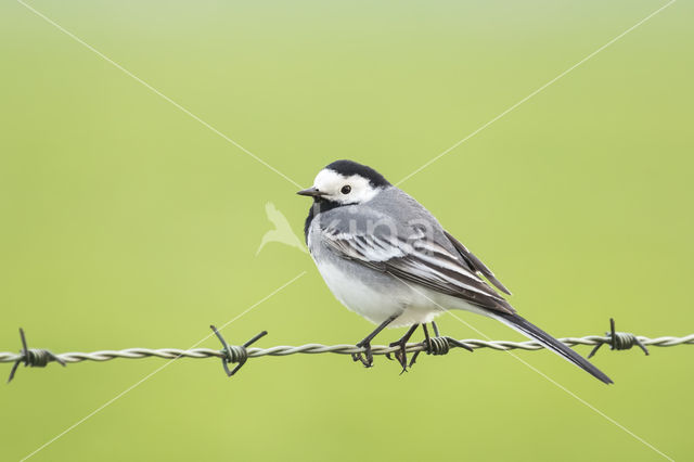 Witte Kwikstaart (Motacilla alba)