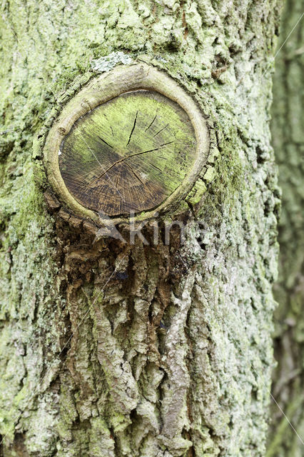 Common Oak