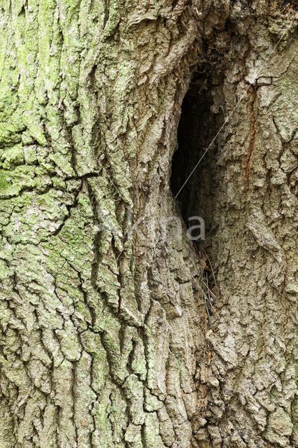 Zomereik (Quercus robur)