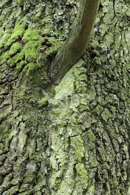 Zomereik (Quercus robur)