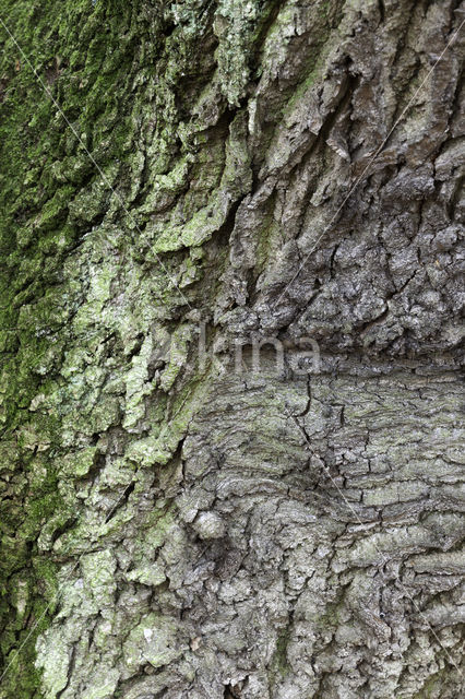 Zomereik (Quercus robur)