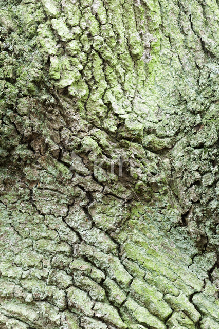 Common Oak