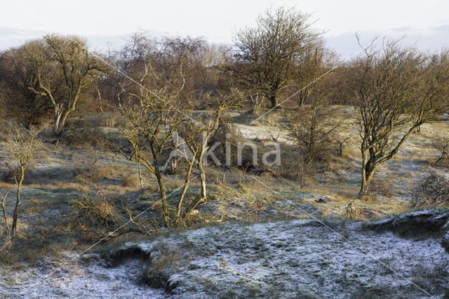 Zomereik (Quercus robur)