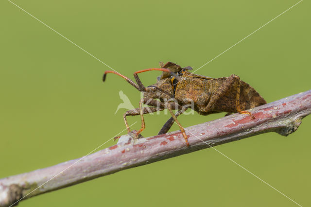 squashbug (Coreus marginatus)