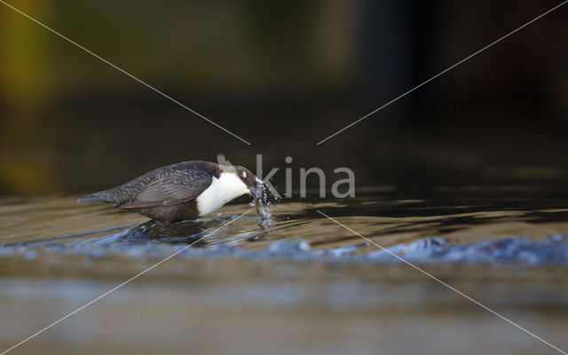 Zwartbuikwaterspreeuw (Cinclus cinclus cinclus)