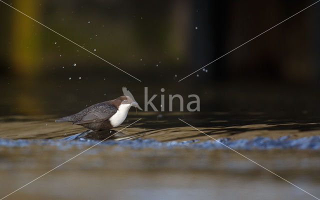 Zwartbuikwaterspreeuw (Cinclus cinclus cinclus)