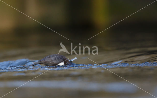 Black-bellied Dipper (Cinclus cinclus cinclus)