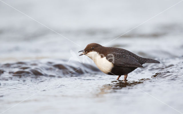 Zwartbuikwaterspreeuw (Cinclus cinclus cinclus)