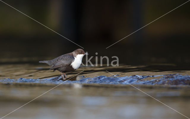 Zwartbuikwaterspreeuw (Cinclus cinclus cinclus)