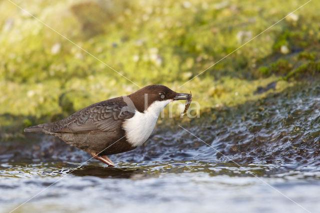 Zwartbuikwaterspreeuw (Cinclus cinclus cinclus)