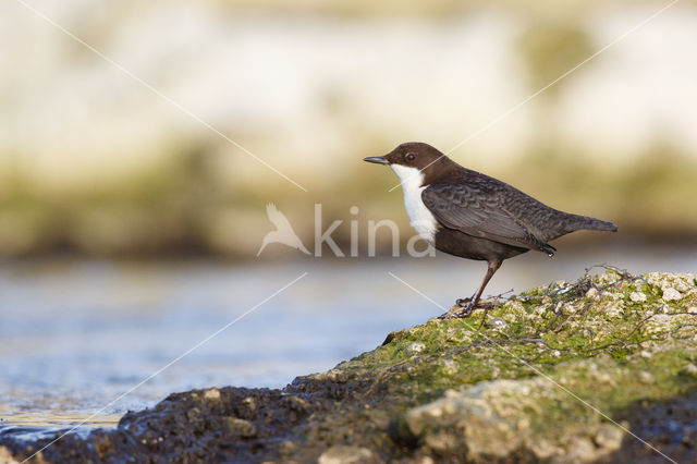 Zwartbuikwaterspreeuw (Cinclus cinclus cinclus)