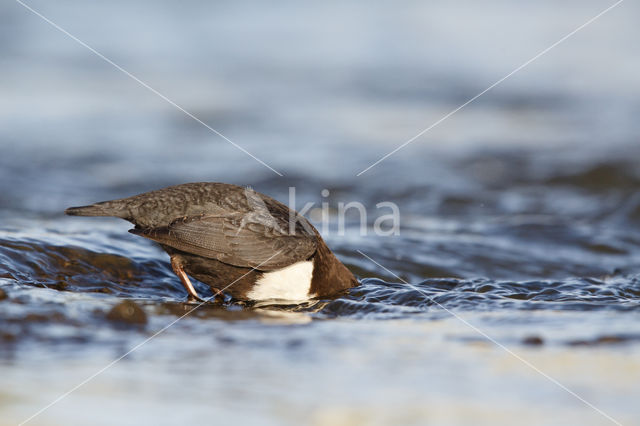 Black-bellied Dipper (Cinclus cinclus cinclus)