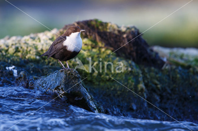 Black-bellied Dipper (Cinclus cinclus cinclus)