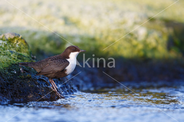 Black-bellied Dipper (Cinclus cinclus cinclus)