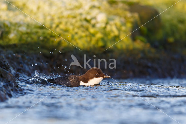 Black-bellied Dipper (Cinclus cinclus cinclus)