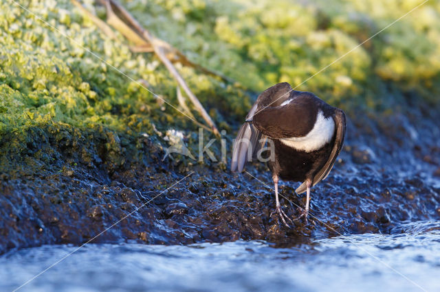 Zwartbuikwaterspreeuw (Cinclus cinclus cinclus)