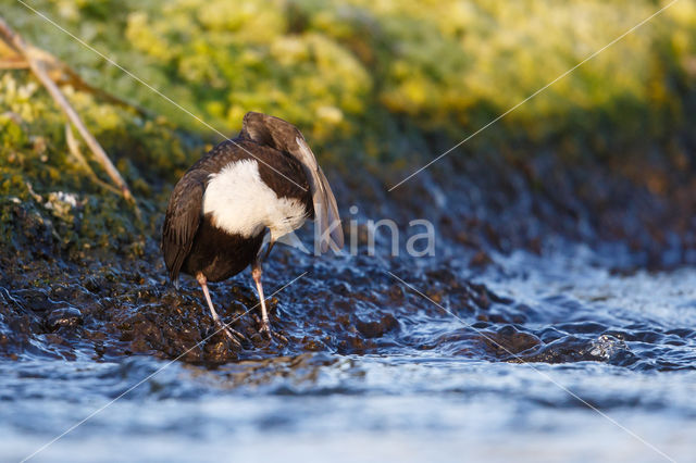 Zwartbuikwaterspreeuw (Cinclus cinclus cinclus)