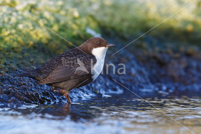 Zwartbuikwaterspreeuw (Cinclus cinclus cinclus)