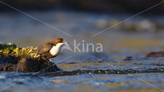 Black-bellied Dipper (Cinclus cinclus cinclus)